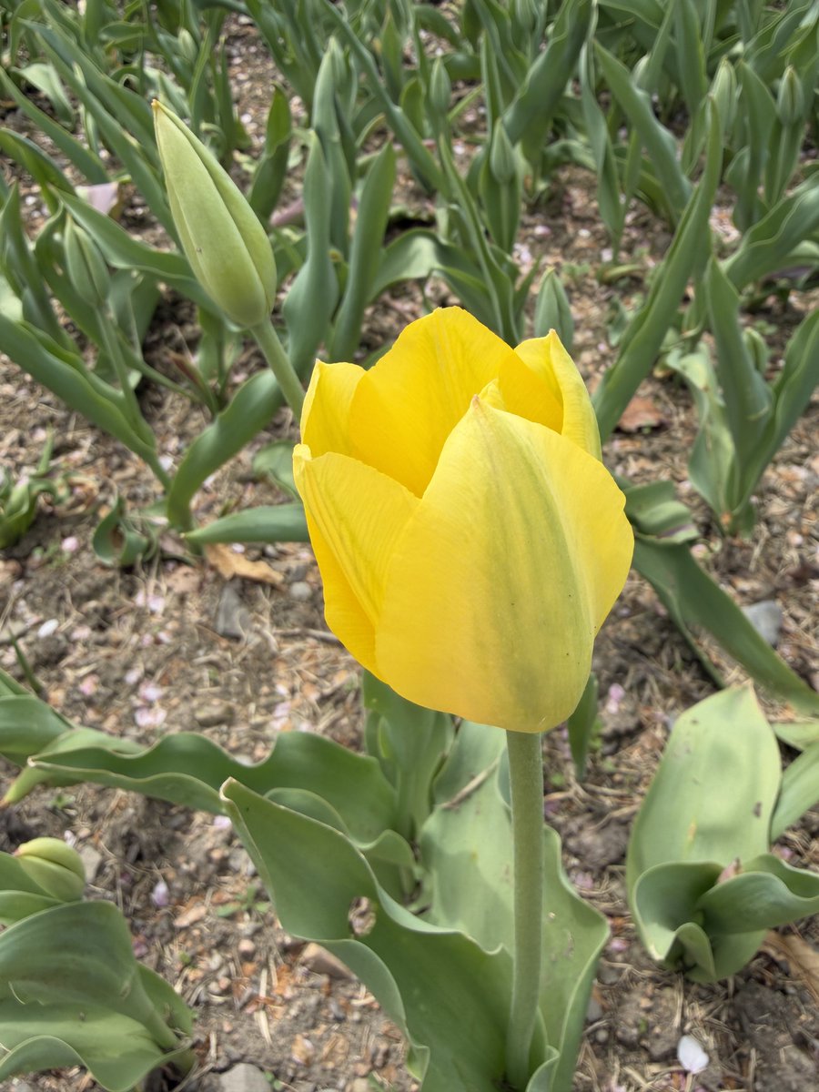 チューリップ様•*¨*•.¸♬︎ チューリップ #赤 #tulip #red #flowers