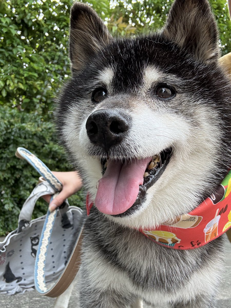 nikimama6's tweet photo. 🐶お外でチックン待ちだよ〜！
早く先生に会いたいニキさん💕
②⚡️怖い〜木曜（金曜）夜中久しぶりに抱っこ、ニキ切れウツ少しなおる、おかあデス😆
③トリミング④ちゃぽもした一週間だっけよ〜☔️ン中もカッパなしでダッシュしたしね💨
#柴犬大好き　#柴犬のいる暮らし https://t.co/kvuAV3r5CL