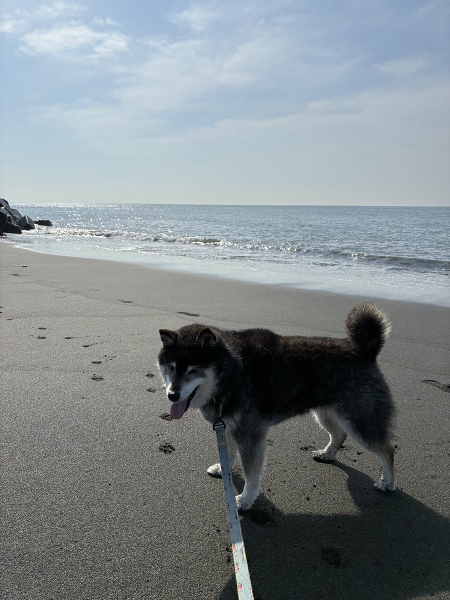 nikimama6's tweet photo. 🐶お外でチックン待ちだよ〜！
早く先生に会いたいニキさん💕
②⚡️怖い〜木曜（金曜）夜中久しぶりに抱っこ、ニキ切れウツ少しなおる、おかあデス😆
③トリミング④ちゃぽもした一週間だっけよ〜☔️ン中もカッパなしでダッシュしたしね💨
#柴犬大好き　#柴犬のいる暮らし https://t.co/kvuAV3r5CL