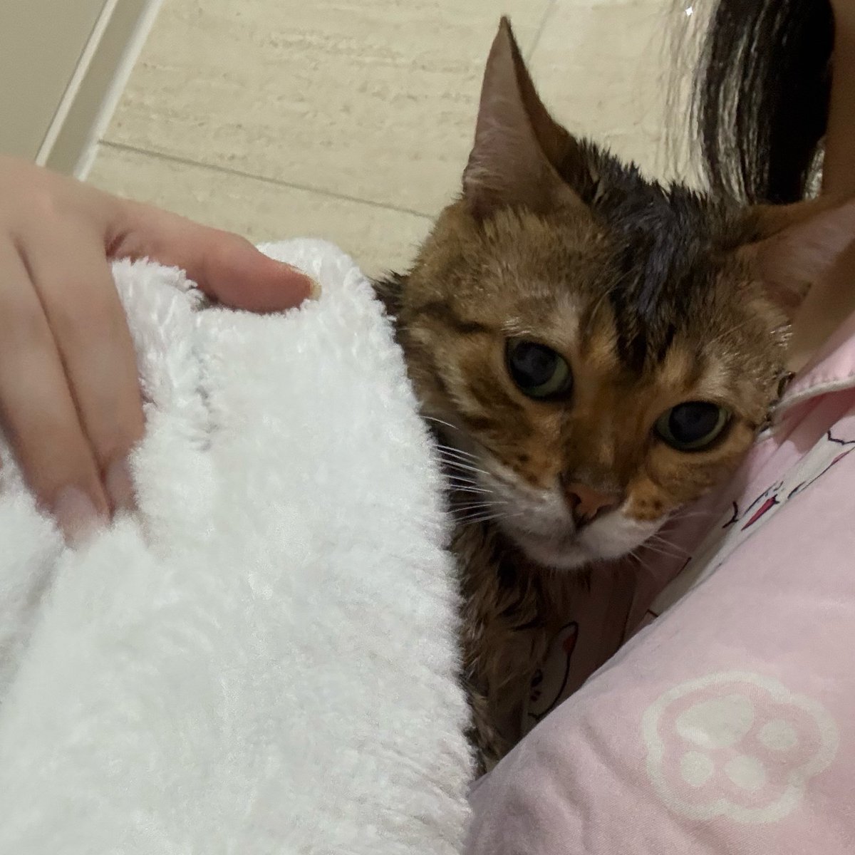zzingbbichi_cat's tweet photo. 치치목욕햇어염 https://t.co/SJaQsGry71