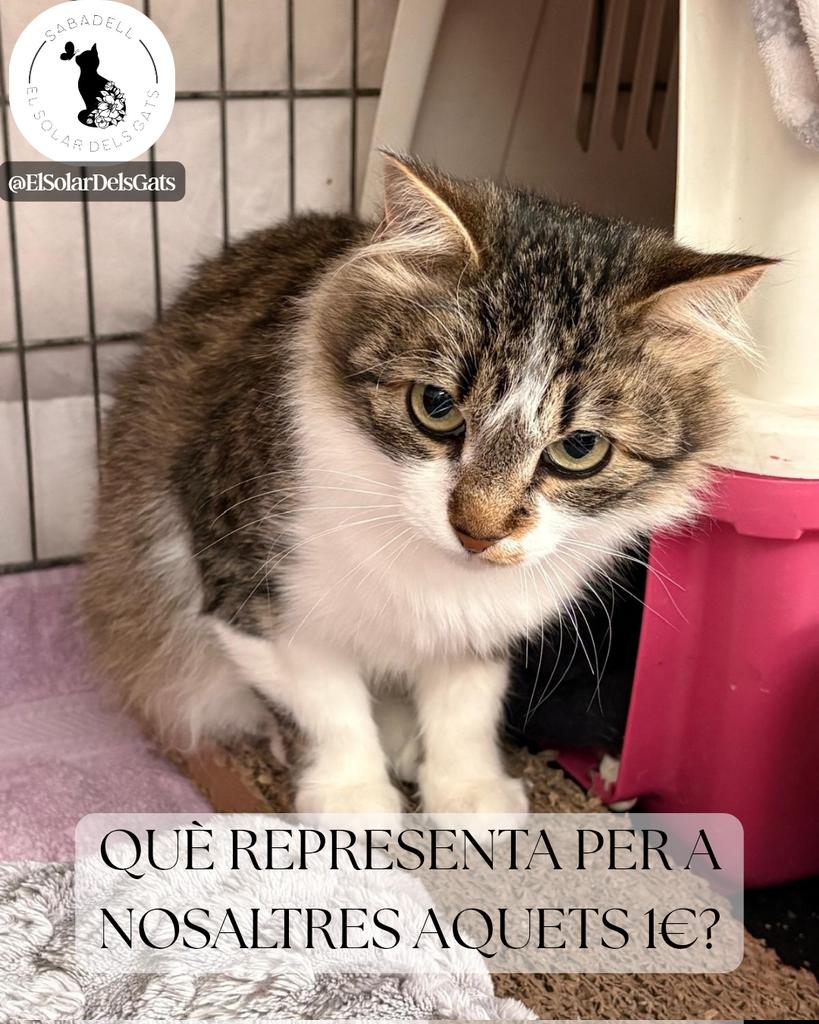 elsolardelsgats's tweet photo. Què representa per a nosaltres aquest euro? Per a tu potser no és ni la meitat d'un cafè... però per a ells, ho és absolutament tot. 🐾

Avui us volem ensenyar el poder gegant que té un gest tan petit. Si passes les imatges de l'àlbum, veuràs la realitat del nostre dia a dia:
❌ Abans: No poder ajudar a cap animal per falta de recursos.
✅ Ara: Poder cuidar, alimentar i protegir els més de 200 gats que tenim a El Solar dels Gats!
L'euro de Teaming és la força que ens manté dempeus. Si ens unim molts, aquests microdonatius es transformen en visites al veterinari, sacs de pinso, sorra neta i, sobretot, en segones oportunitats per a mirades tan dolces com la del nostre protagonista d'avui. 🥺❤️

👉 Ens ajudes a fer el canvi?
És superfàcil, segur i automàtic. Només és 1€ al mes i a nosaltres ens ajuda moltíssim.

🔗 Fes-te Teamer! Tens l'enllaç directe a la nostra biografia o pots entrar a: https://t.co/jPuwCUxKIy

Ajuda'ns a ajudar-los. Cada persona compta! I si comparteixes aquesta publicació o etiquetes algú als comentaris, ens ajudes a arribar molt més lluny. Gràcies de tot cor! 🏠🐱