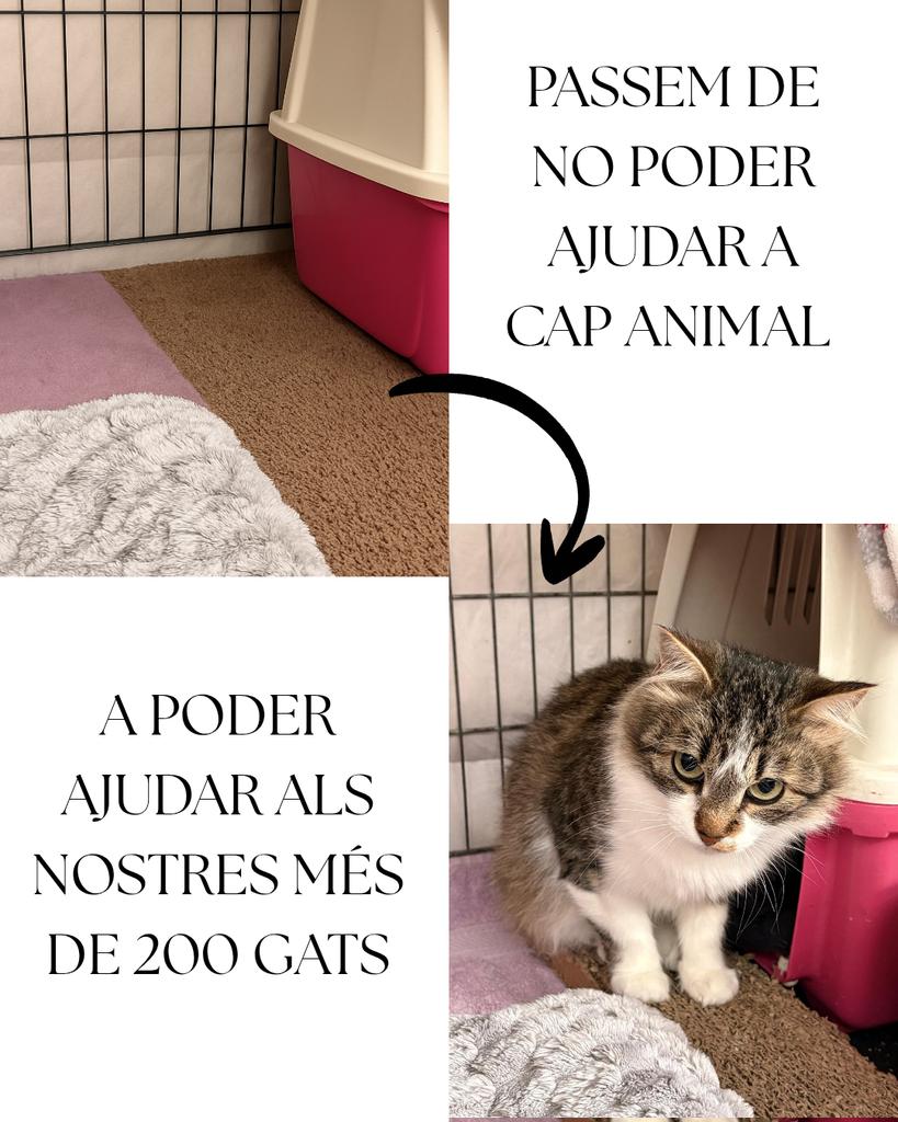 elsolardelsgats's tweet photo. Què representa per a nosaltres aquest euro? Per a tu potser no és ni la meitat d'un cafè... però per a ells, ho és absolutament tot. 🐾

Avui us volem ensenyar el poder gegant que té un gest tan petit. Si passes les imatges de l'àlbum, veuràs la realitat del nostre dia a dia:
❌ Abans: No poder ajudar a cap animal per falta de recursos.
✅ Ara: Poder cuidar, alimentar i protegir els més de 200 gats que tenim a El Solar dels Gats!
L'euro de Teaming és la força que ens manté dempeus. Si ens unim molts, aquests microdonatius es transformen en visites al veterinari, sacs de pinso, sorra neta i, sobretot, en segones oportunitats per a mirades tan dolces com la del nostre protagonista d'avui. 🥺❤️

👉 Ens ajudes a fer el canvi?
És superfàcil, segur i automàtic. Només és 1€ al mes i a nosaltres ens ajuda moltíssim.

🔗 Fes-te Teamer! Tens l'enllaç directe a la nostra biografia o pots entrar a: https://t.co/jPuwCUxKIy

Ajuda'ns a ajudar-los. Cada persona compta! I si comparteixes aquesta publicació o etiquetes algú als comentaris, ens ajudes a arribar molt més lluny. Gràcies de tot cor! 🏠🐱