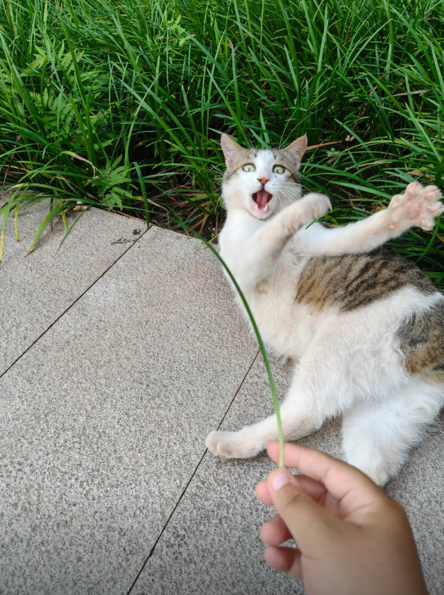 AnimalFriends tweet media