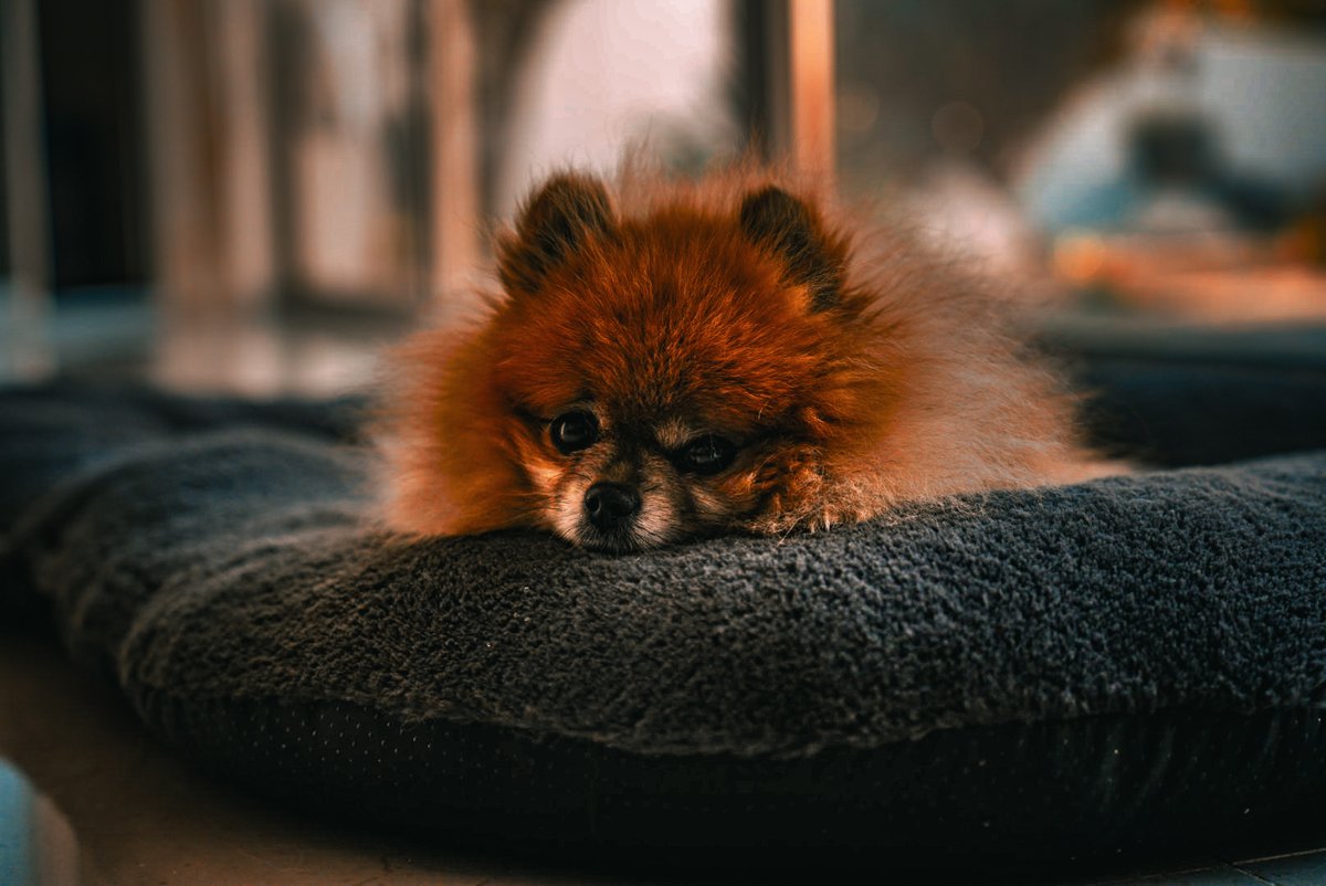 Chiens@Donner tweet media