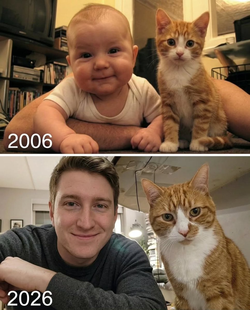 cutest cats tweet media