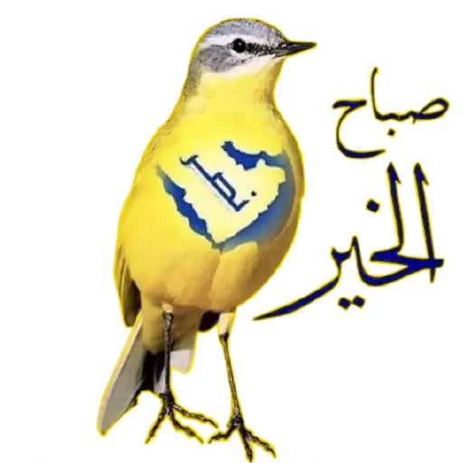 ام فرح😍 النصراويه 💛💙 tweet media