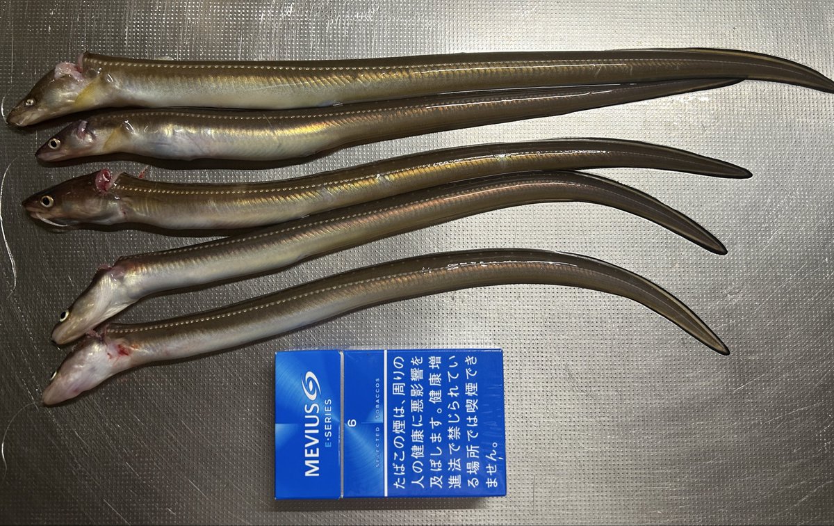 richmountain93's tweet photo. 先週の土曜日のおかっぱりアナゴ釣行の釣果です。

アナゴ×５本

スーパーの格安鯖がアナゴに大変身！！ https://t.co/YaOUzCCiew