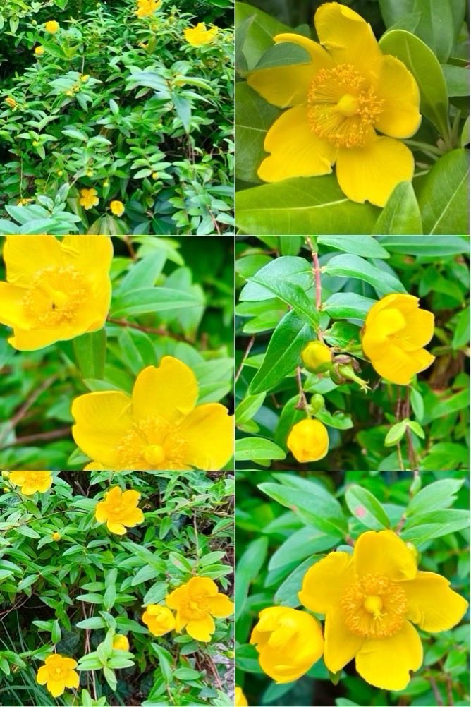 スミレの花 tweet media