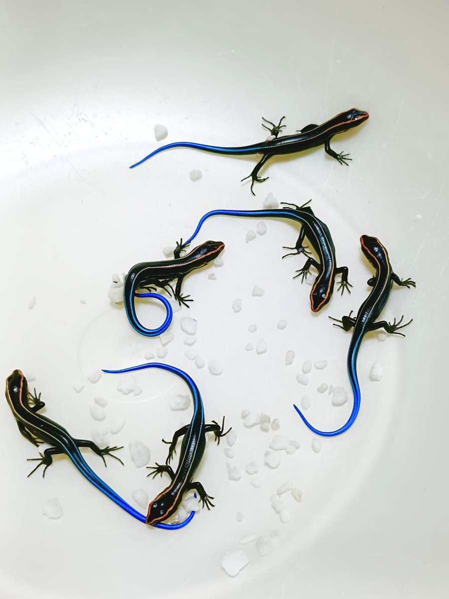 Aosanmini's tweet photo. ヨツスジトカゲ

ぞくぞくと孵化してます🕺

産卵 4/16 9個
孵化 5/24　
 38日ですべて孵化しました🎉

室温よりも温度低めで維持していました。 https://t.co/w9UmL69Nww