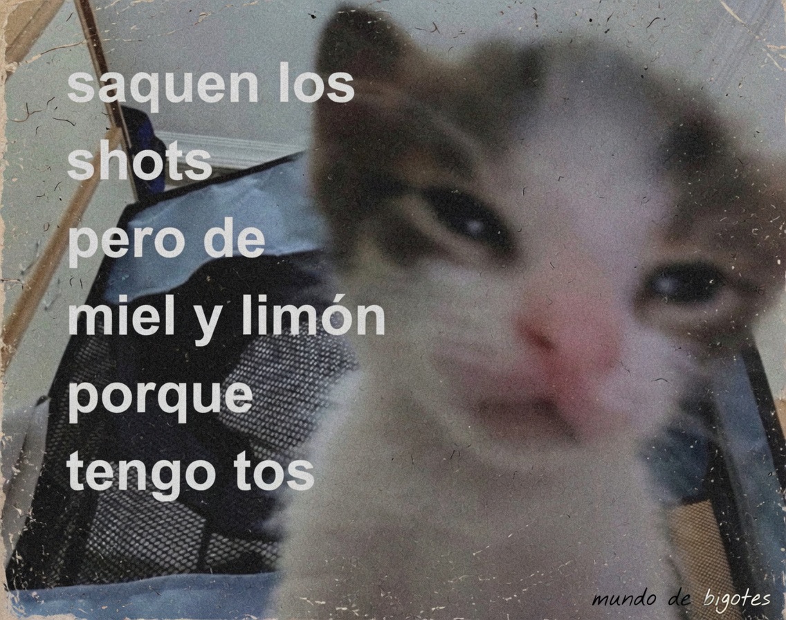 Mundo de Bigotes tweet media