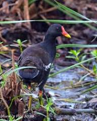 karyiarve's tweet photo. @rats_ambassador Вижу их  в Ирландии, но не так часто как камышниц (moorhen). https://t.co/jK5JoVGP2f