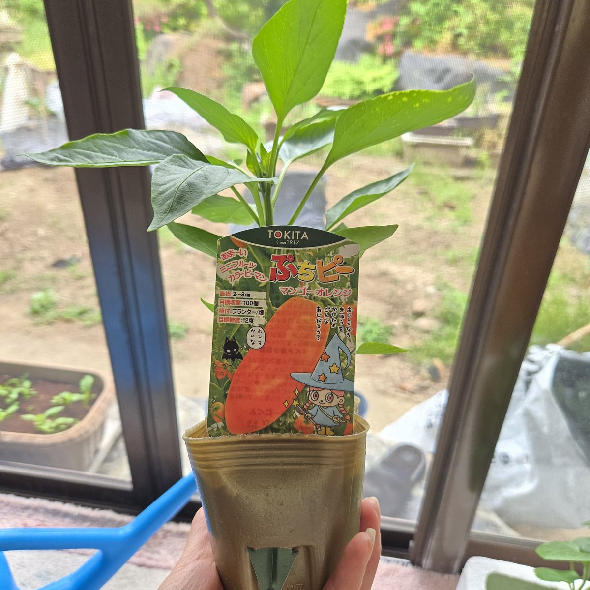 SaeCue's tweet photo. スペース余り、今日急遽追加で野菜苗買いに🚗
パプリカ買ってなかったから
こんなの買ってみたよ🫑

かわいくない😍⁉️

#ぷちピーマンゴーオレンジ #パプリカ #トキタ種苗 #tokita https://t.co/tuxrgT3EcF