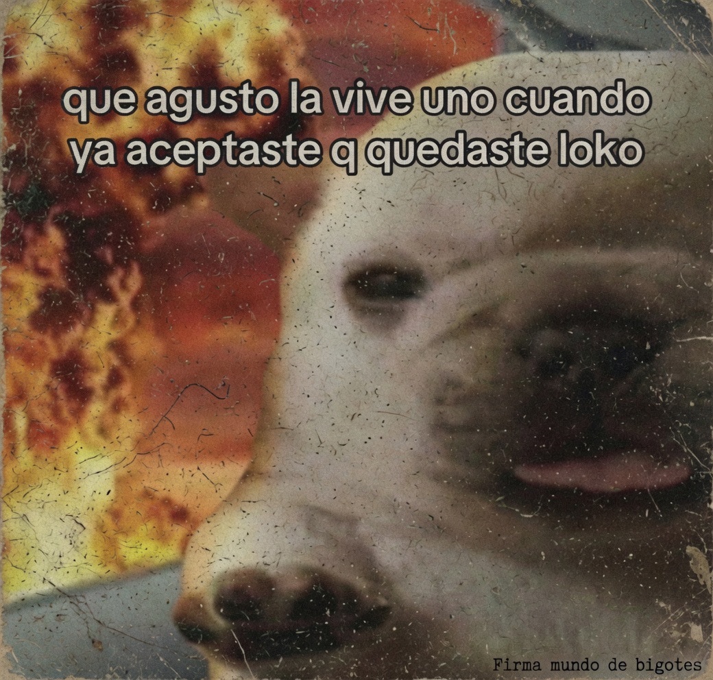 Mundo de Bigotes tweet media