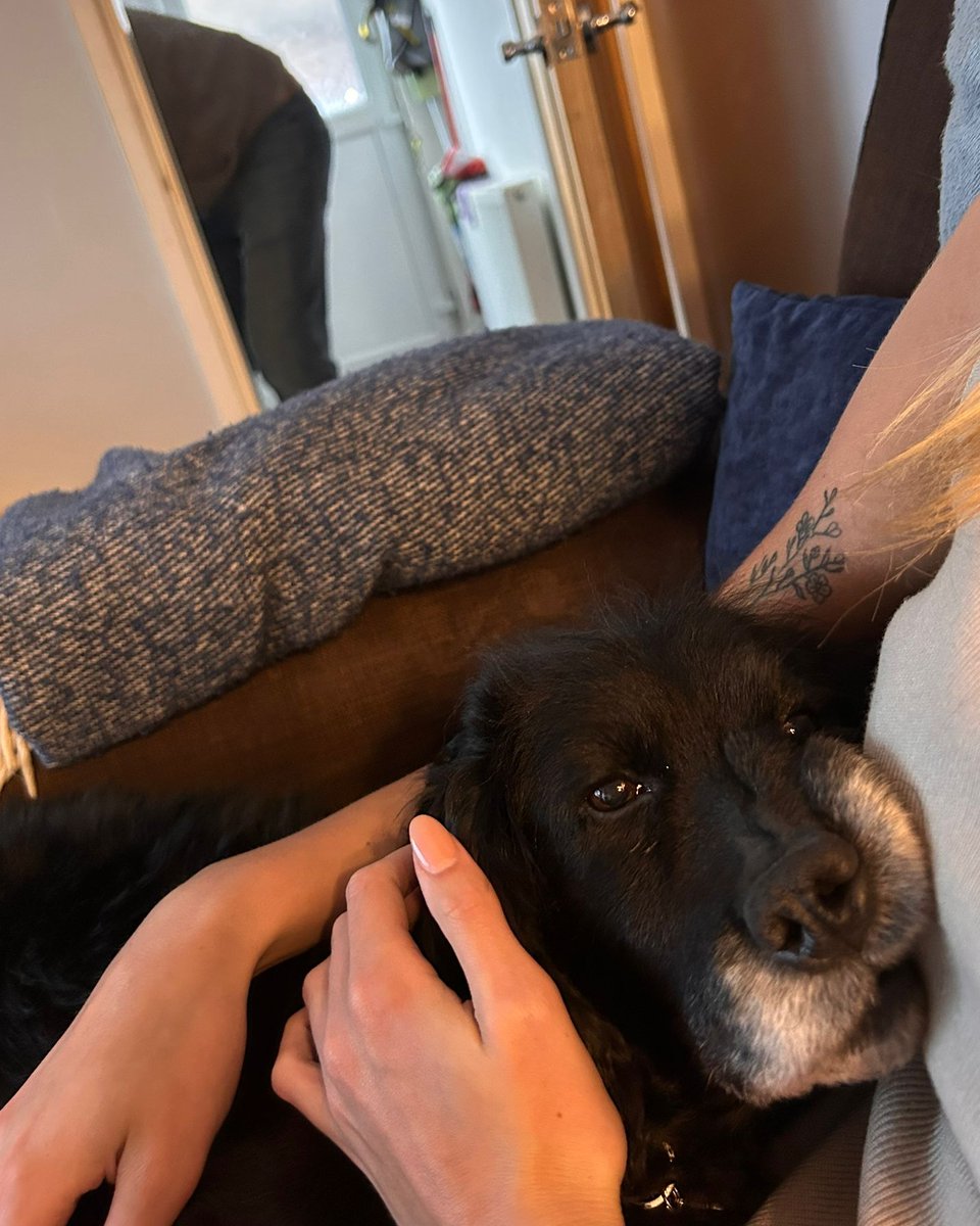 Dogs Trust Leeds tweet media