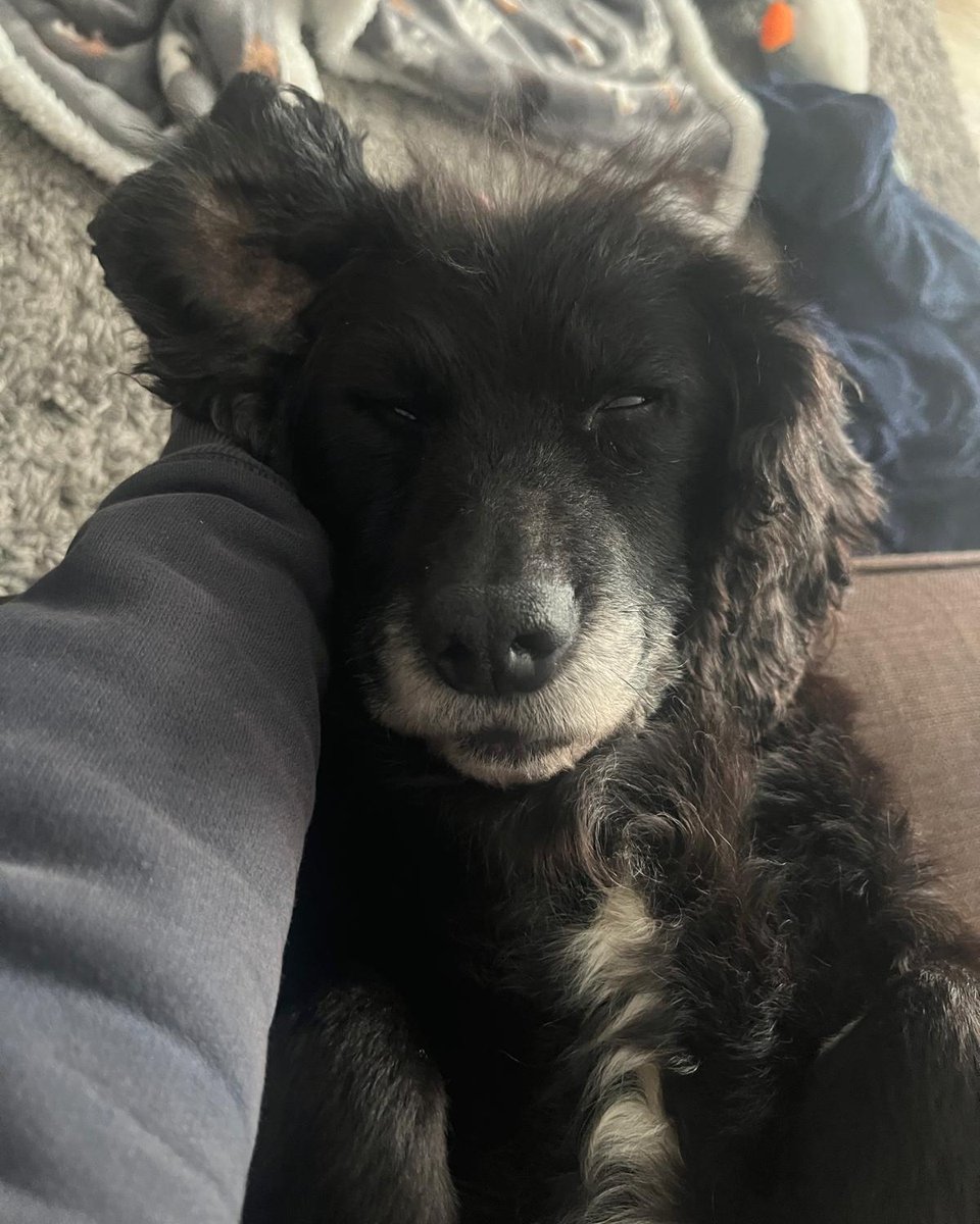 Dogs Trust Leeds tweet media