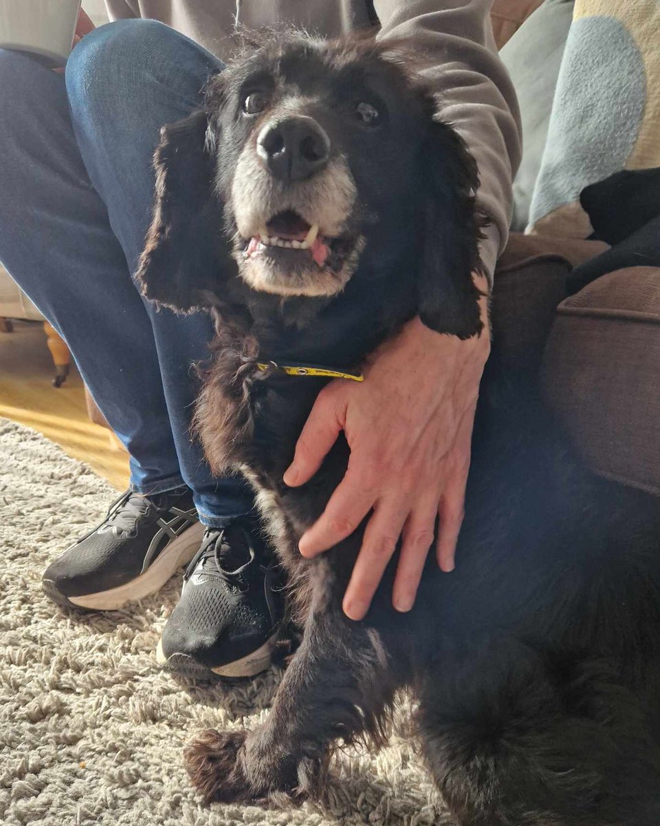Dogs Trust Leeds tweet media