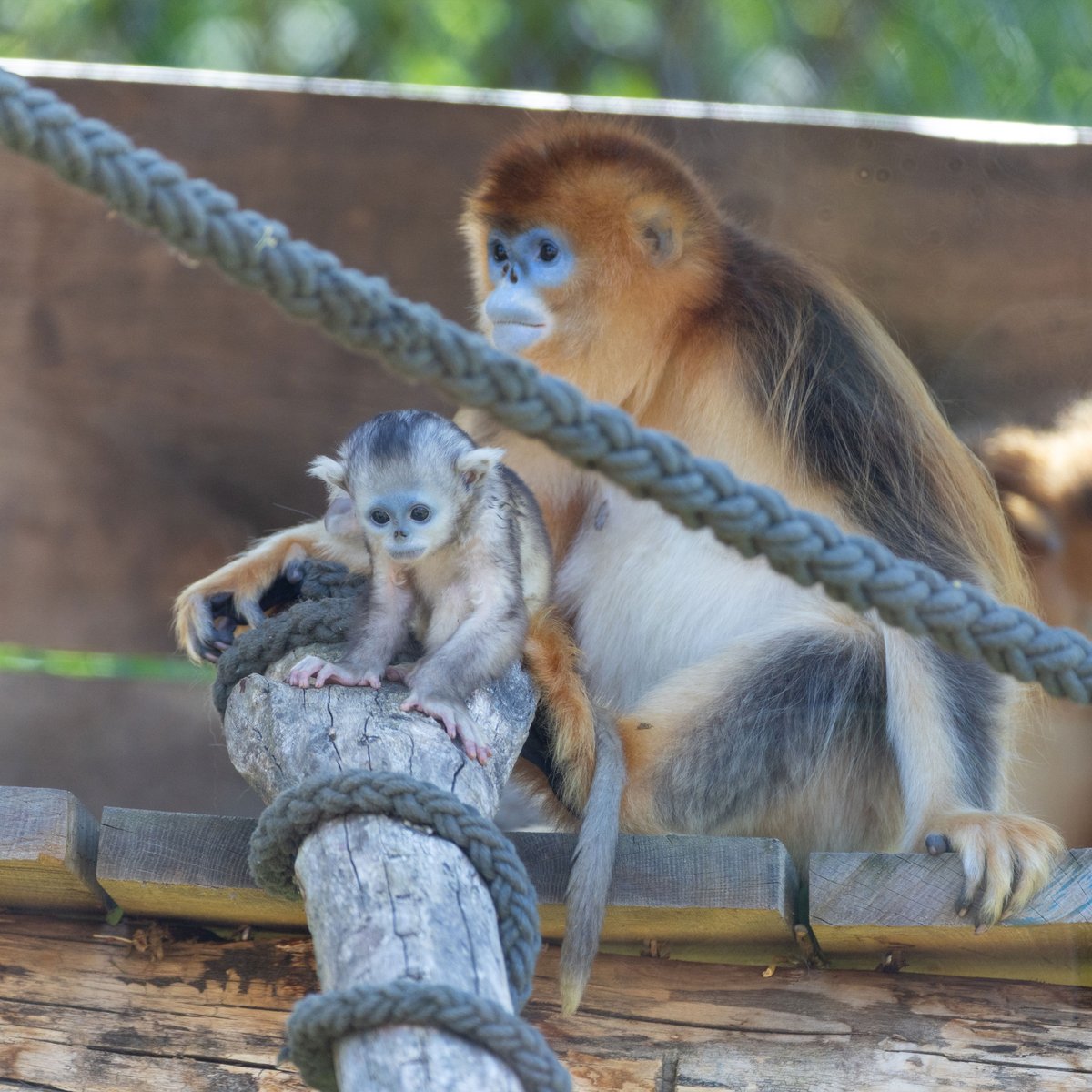 ZooParc de Beauval tweet media