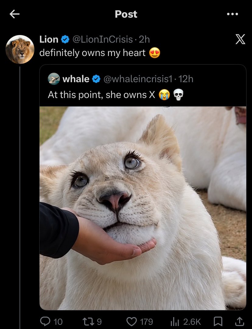 Lioness 🦋🌺 tweet media