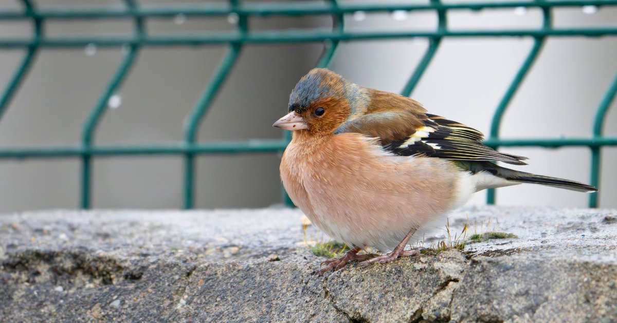 milliparklar's tweet photo. ⭐ Bu haftanın yıldızı sizce hangisi?

Karatavuk (📷 Şennur Karadağ)
Taşkuşu (📷 Mustafa Akca)
İspinoz (📷 Prof. Dr. Mustafa Sözen)
Puhu (📷 Arslan Kezer)

Gökyüzünün en zarif misafirleri, kanat çırptıkları her yerde doğaya eşsiz bir imza bırakıyor 🪽💚

#HaftanınKuşları 🐦
@TCTarim