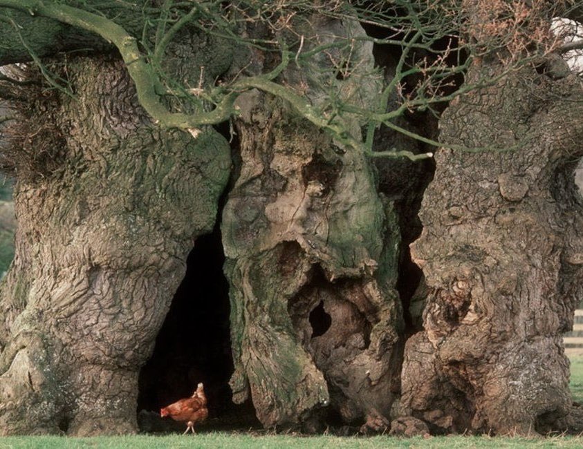 The English Oak Project tweet media