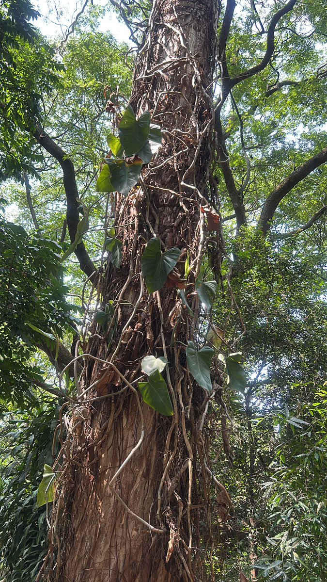 Dr Hema.Venkataraman tweet media