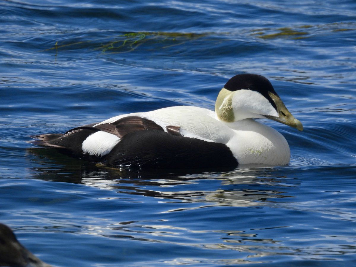 BigRedOne35's tweet photo. @SteelySeabirder Eiders, Lismore a couple of weeks ago https://t.co/2cID9CEsMm