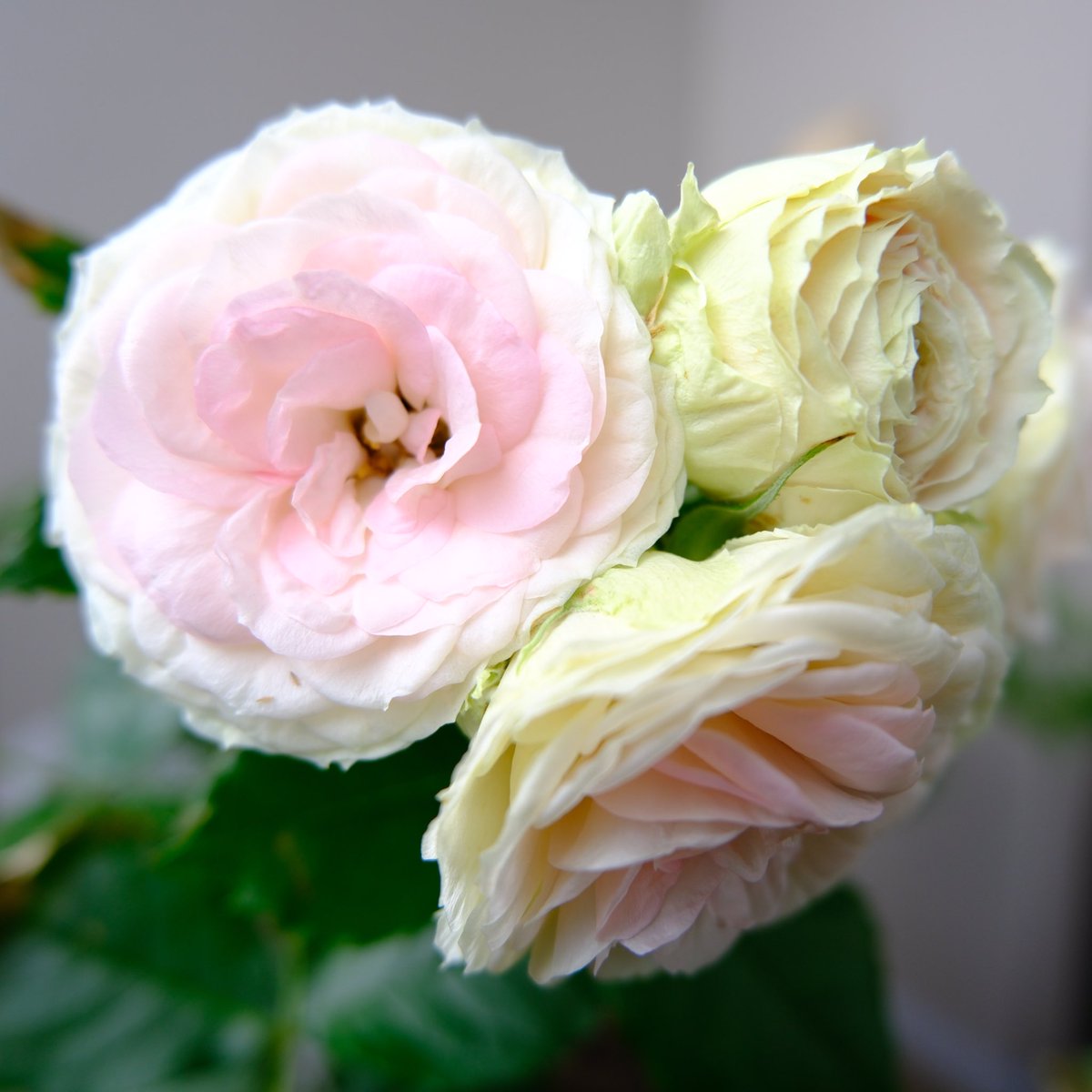meiry_channn's tweet photo. 綺麗に薔薇咲いた🌹 https://t.co/VbxdyduVDk