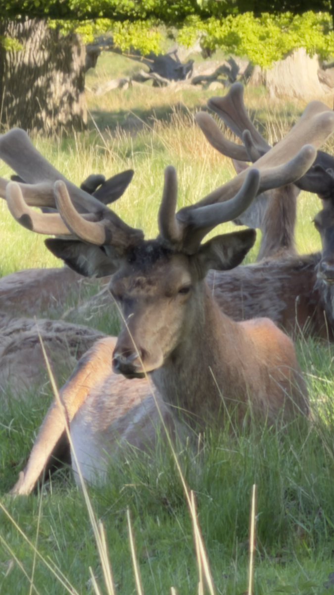 HashanNazmul's tweet photo. The stag is resting PEACEFULLY under the trees! π¦
#reddeer #cervuselaphus #dyrehaven https://t.co/F7HGY3howe
