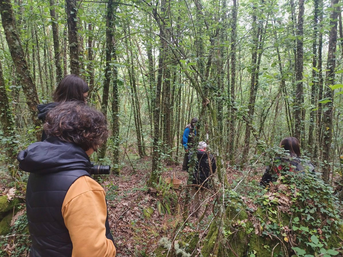 gmgluisfreire's tweet photo. O pasado domingo, o Grupo Micolóxico Galego visitou Xunqueira de Ambia e puido disfrutar dunha xornada amena estudando os fungos das carballeiras e matogueiras da zona 🍄
#micoloxia #fungos #galicia #biodiversidade #ourense https://t.co/Si5Xl0f2vg