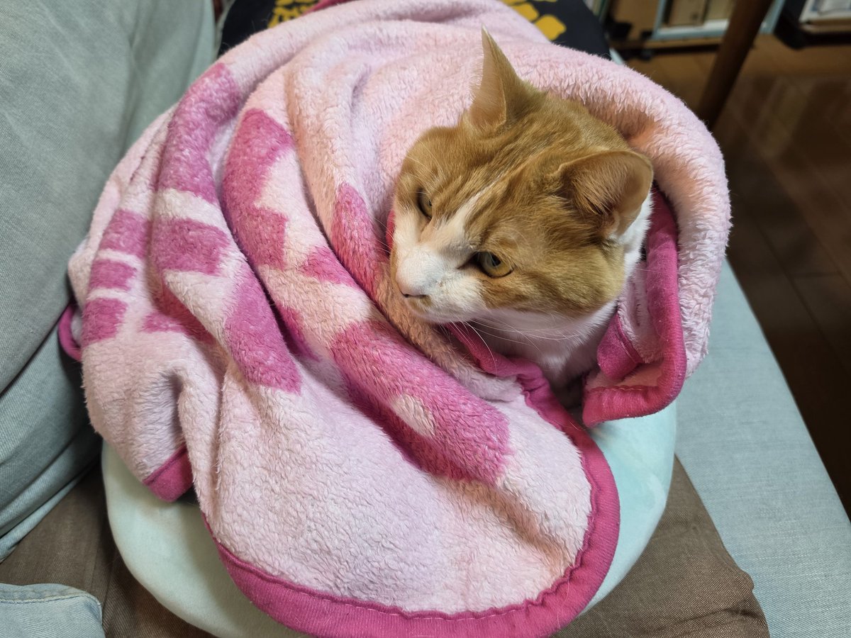 うさねこ (@rabbicat_neko) / Posts / X