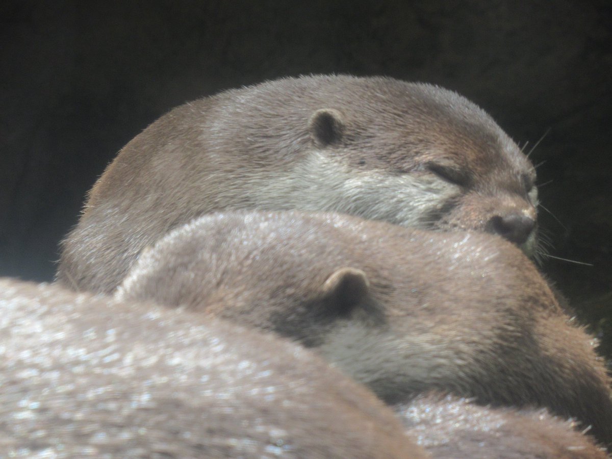 6262626nt's tweet photo. 2026年5月23日

���ワウソ団子の高みを目指して

#那須どうぶつ王国
#コツメカワウソ https://t.co/LbLn8Eu20k