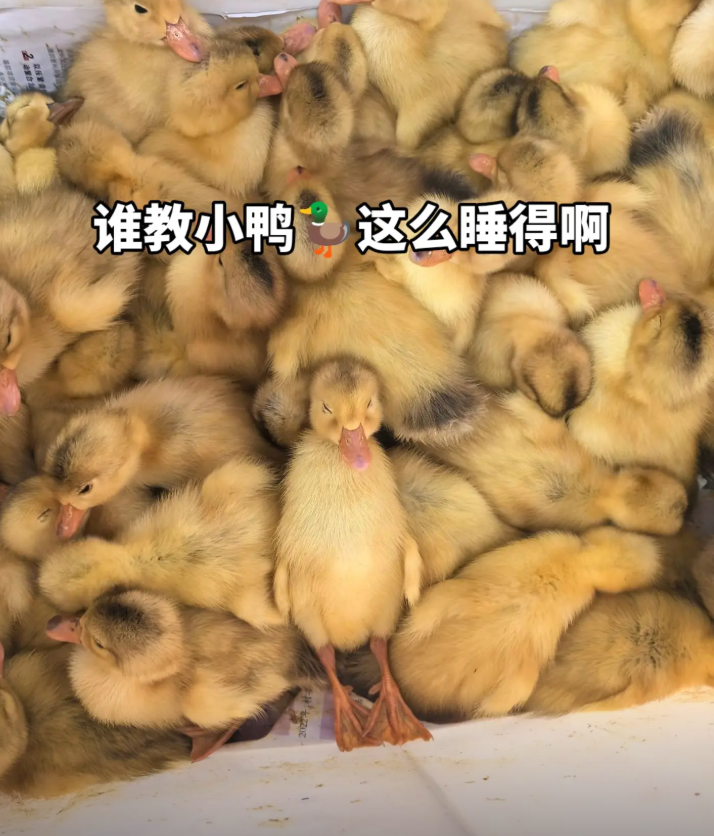 AnimalFriends tweet media
