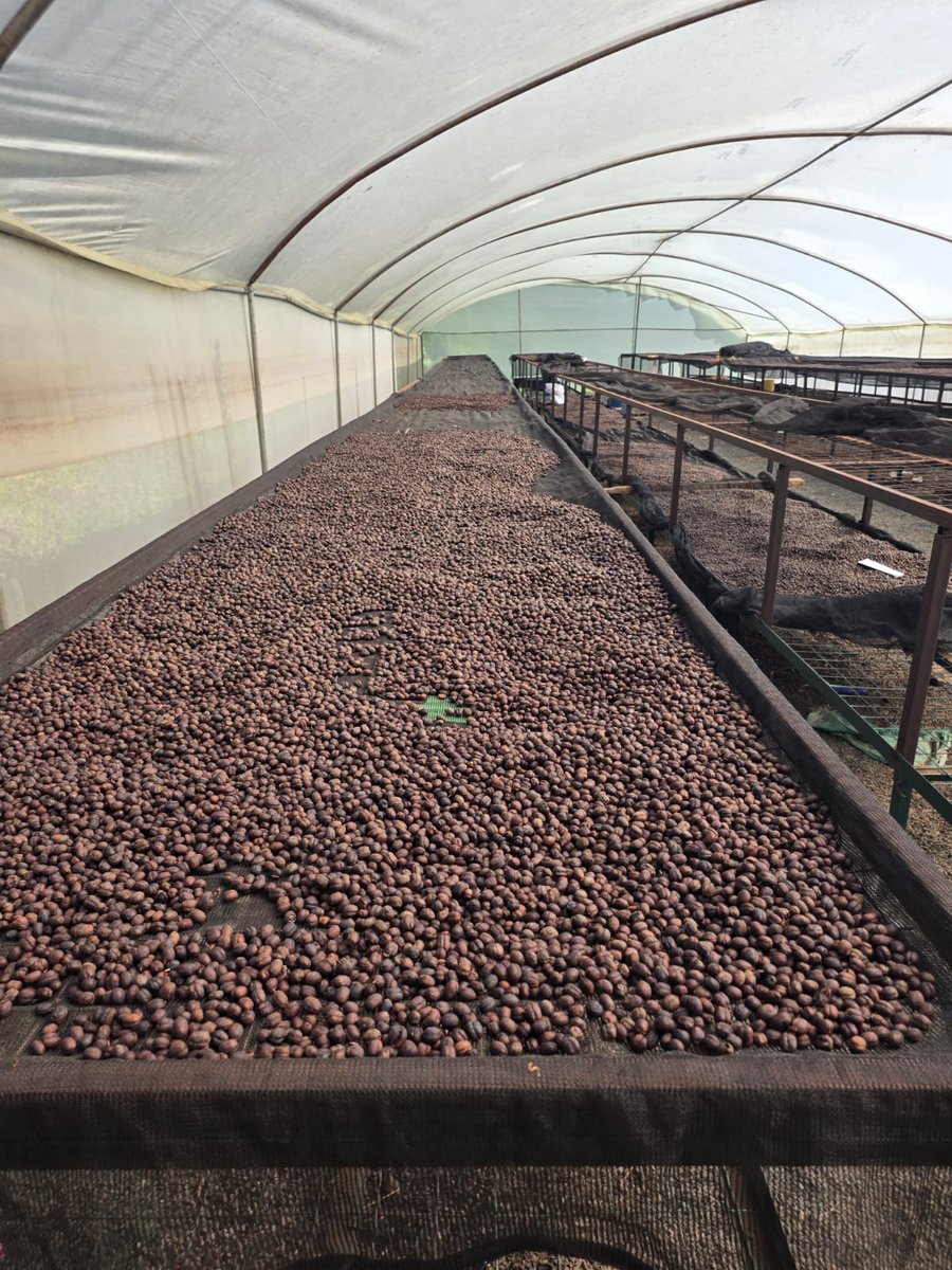 seniorchieph2's tweet photo. Weekends feel better in certain locations. And indeed they're better in a coffee field #coffee #kahawa #cafè #OriginTrip #Coffeequality #coffeeStudy #agronomy #coffeeprocessing #coffeemarketing #kenyancoffee #specialtycoffee https://t.co/Bjnxth2BLQ