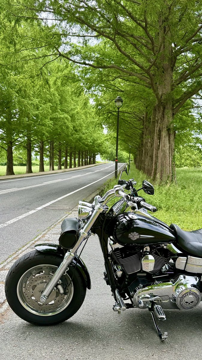 FXDF_FATBOB_BOB's tweet photo. 朝からくもりがちの空⛅️

滋賀のメタセコイヤと
ちょっとだけ琵琶湖、
若狭熊川宿を
巡ってきました🏍️💨

熊川宿は、鯖街道の宿場町らしい情緒ある町並みで
とても良い雰囲気でした😊
次回はのんびり歩きたい https://t.co/SGlYWrTi6g