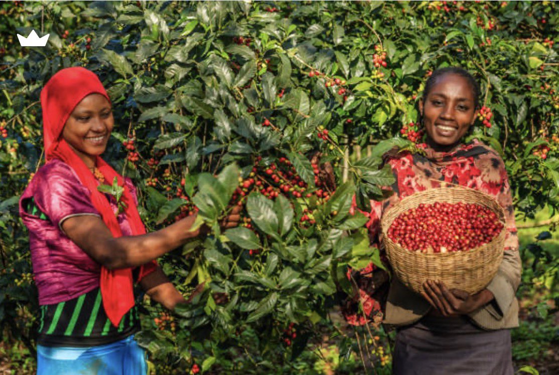 AmbNebiyuTedla's tweet photo. 🇪🇹☕ #Ethiopia’s coffee production has tripled in just 5 years — from 500,000 to over 1.5 million tonnes annually. Driven by replanting, better packaging, and the Green Legacy initiative, Ethiopia is now the world’s 3rd largest coffee producer after Brazil and Vietnam. https://t.co/zlNf8YyinD