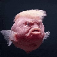 W0Paf's tweet photo. @TrumpDailyPosts real？ https://t.co/22sZKjGyIE