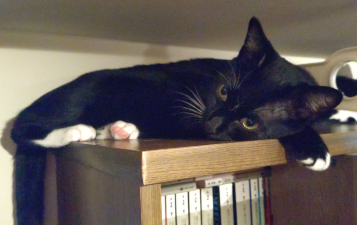 jp_sight's tweet photo. 飼い主です。
本棚の上のキーラです。
活動範囲は相変わらずなんですよね。
飼い主としては心配な気持ちになるのですが、自主的に動くのを制限するのもねって思っています。
今日はライムも一緒です。
#キーラ
#猫
#保護猫
#猫の手術
#心房中隔欠損症
#cat
#catsurgery
#SaveMyCat https://t.co/STKWwP4gk5