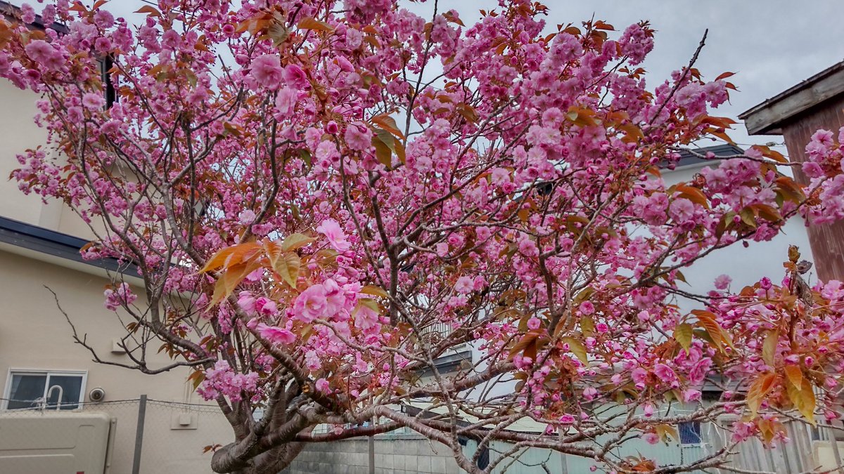 endoutoshiyuki's tweet photo. 桜満開！
#桜満開 https://t.co/5nqs61w3B8