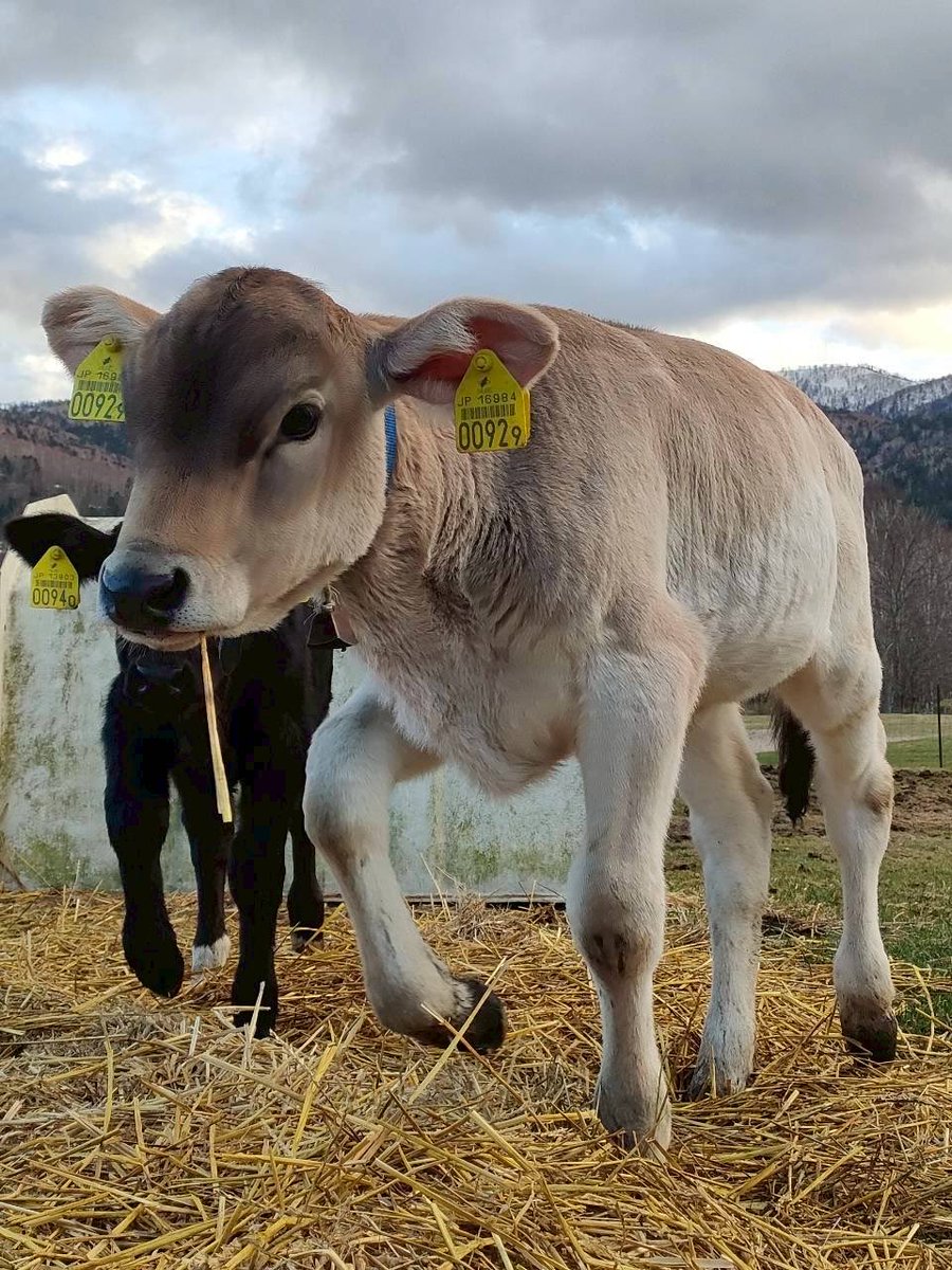 farmdesigns2's tweet photo. 🐄ファームエリア🐂

牧草を咥えて、、笑笑
ドカベンのキャラクター？？😄

#牧場
#ブラウンスイス https://t.co/N6SWT8Yidx
