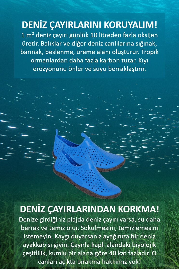 profmustafasari's tweet photo. DENİZ ÇAYIRLARINDAN KORKMA!

Bayram tatili ile birlikte deniz kıyılarına akın başladı. Denize gireceğiniz kıyıların büyük bir kısmında deniz çayırı var. Denizde yaşayan canlıların evi olan bu alanların sökülmesini, temizlenmesini istemeyin.

Deniz çayırları başta pinalar olmak üzere bütün deniz canlıları için sığınak, barınak, üreme, beslenme, barınma ve yaşama alanı. Yani onların evi. Kimsenin evini yıkma hakkımız yok. 

Deniz çayırları korkmanızı gerektirecek bir tehlike içermiyor. Ancak denize girerken korku veya kaygı duyarsanız en ucuzundan bir deniz ayakkabısı veya patiği giyebilirsiniz. 

Denizin akciğerleri, sığınak ve barınakları olan deniz çayırlarını korumak, otellerin, tatilcilerin, yerel ve merkezi yönetimlerin, vatandaş olarak hepimizin görevi.