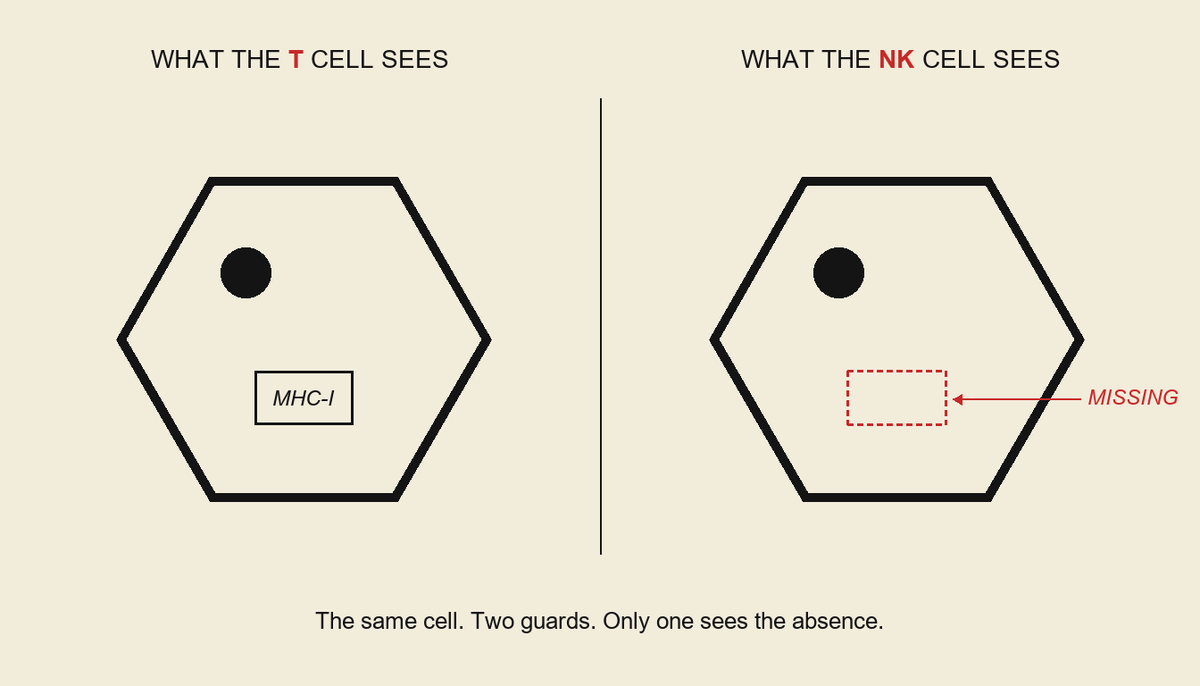 ActionFixesFear's tweet photo. $IBRX In a bladder somewhere this weekend, one cancer cell is doing the thing every cancer eventually learns to do. It is making itself invisible to the immune cells that should kill it. By the time enough cells have done it, the drug the patient is on stops working.

On Friday, the company that makes one of the drugs used in this disease published comparative data. The numbers showed it did not statistically beat J&J's competing therapy on response rate.

Here is what Friday actually measured, the bigger question it did not, and who is building the only drug cancer cannot fool.

WHAT FRIDAY MEASURED

On Friday May 22, 2026, ImmunityBio released two press releases tied to ISPOR 2026, a health-economics conference in Philadelphia. Both compared ANKTIVA plus BCG against J&J's TAR-200, in the same FDA-approved indication both drugs hold today: BCG-unresponsive non-muscle-invasive bladder cancer with carcinoma in situ.

The same head-to-head comparison had already been presented three days earlier at the AUA Annual Meeting on Tuesday May 19. The efficacy and safety numbers from that May 19 presentation, exactly as the company published them:

- 12-month complete response rate: 49.2% for ANKTIVA plus BCG vs 45.9% for TAR-200; odds ratio 1.14 (95% CI 0.61 to 2.15) -> not statistically significant

- Treatment-related adverse events, any grade: 61.7% vs 83.5%; odds ratio 0.32 (95% CI 0.15 to 0.67); E-value 5.70 -> statistically significant, roughly 68% lower odds of any adverse event

In plain English. About half of patients in either trial reach a complete response - meaning the cancer is no longer visible on cystoscopy or biopsy. The three-percentage-point edge for ANKTIVA plus BCG sits inside the confidence interval. The honest reading on efficacy: equivalent.

What ANKTIVA plus BCG did do in the same comparison was meet a much higher bar on safety. Sixty-two percent of patients had a treatment-related adverse event of any grade, versus eighty-four percent on TAR-200. That difference is statistically robust. It is not a rounding artifact.

Friday's two PRs added the economic layer on top of that comparison. Vanderbilt urologist Ruchika Talwar ran the same indirect comparison through a multi-state Markov cost model over three years in a Medicare population. The results, exactly as the company published them:

Cost savings vs TAR-200 per complete responder: $313,775 at Year 1, $282,013 at Year 2
Cost savings vs TAR-200 per cystectomy avoided: $109,622 at Year 1, $151,438 at Year 2, $60,393 at Year 3

In plain English. For every patient who responded to ANKTIVA plus BCG, the system was projected to spend about three hundred thousand dollars less in the first year than it would have spent reaching the same response with TAR-200. For every cystectomy avoided - the surgical removal of the bladder - the projected savings ranged from sixty to one hundred and fifty thousand dollars across the three modeled years. The driver, per the press release, is straightforward: ANKTIVA plus BCG carries a lower drug-acquisition cost than TAR-200.

Tied on efficacy. Safer. Cheaper. That is what Friday's data is.

WHAT THE CAVEATS ARE

The comparison is what is called an unanchored matching-adjusted indirect comparison. It weights individual patient data from one company's trial against aggregate statistics from another company's trial. The patient populations are statistically matched. The drugs were not given head-to-head in the same study. ImmunityBio's own Limitations section on the May 19 press release said the analyses "should be interpreted with caution."

Both drugs were originally approved on single-arm Phase 2 trials. Five drugs in this disease across twenty-seven years, all five on single-arm trials, under the FDA's own 2018 guidance. The methodological floor is roughly the same on both sides.

What survives the caveats is real, and bounded: a tie on efficacy, a meaningful edge on safety, an edge on cost. In one slice of the disease.

THE QUESTION FRIDAY DOES NOT ANSWER

The headline frame on Friday was: does ANKTIVA plus BCG beat TAR-200 in salvage CIS? The honest answer, after Friday, is no. They are tied on response rate; ANKTIVA plus BCG wins on side effects and price.

But that frame is the small question.

The big question is the one the man with bladder cancer should actually want answered. It is: of every drug being developed for his disease, which one is built to handle what cancer actually does to evade immune therapy? Because that is what decides whether the response lasts.

This is the question Friday did not measure.

HOW THE CANCER HIDES

This is textbook immunology, not a company theory. T cells, the immune cell most cancer immunotherapy aims at, can only see a tumor cell if the tumor wears a surface ID tag called MHC-I. Tumors evolve. A documented mechanism of resistance to checkpoint-inhibitor drugs like Keytruda and Tecentriq is that the tumor stops making the tag. No tag, no T-cell vision. The cancer slips past.

Now the elegant part, known to immunology for decades. The NK cell, a different immune cell, runs the opposite logic. A normal cell shows the tag, the NK cell passes it by. A cell that has dropped the tag screams "missing self" - and the NK cell destroys it.

The tumor's classic trick against T cells is the exact signal that turns NK cells loose.

A drug that revs up only T cells gets fooled the moment the tumor drops its tag.

A drug that revs up both T cells and NK cells does not. That is what an IL-15 receptor agonist does. Per the ANKTIVA FDA label, section 12.1: ANKTIVA trans-presents IL-15 to the IL-15 receptor on both CD4+ and CD8+ T cells AND on NK cells. Label fact, primary source.

This is the question THE MISSING LINK, the prior post in this series, walked through in mechanism terms. The question for any drug in this disease is no longer "does it activate the immune system?" It is: "which arm of the immune system, and what happens when the cancer hides from that arm?"

WHO IS BUILDING WHAT

There are five Phase 3 or registrational trials in BCG-naive non-muscle-invasive bladder cancer that have surfaced on https://t.co/j6TST0ZdM2 as of this Sunday. They are the field. They are who the patient and his urologist will eventually have to choose between.

- ALBAN (UNICANCER, Europe): atezolizumab plus BCG. Anti-PD-L1, releases the T-cell brake. Engages T cells. Does not engage NK cells.

-KEYNOTE-676 (Merck): pembrolizumab plus BCG. Anti-PD-1, releases the T-cell brake. Engages T cells. Does not engage NK cells.

- QUILT-2.005 (ImmunityBio): ANKTIVA plus BCG. IL-15 receptor agonist. Engages both T cells AND NK cells.

- ADVANCED-3 (Protara): TARA-002 vs chemotherapy. Broad immune stimulator from an inactivated bacterial preparation. Engages multiple immune cell types indirectly; not specifically dual-axis by design.

- SunRISe-3 (J&J): TAR-200 with or without cetrelimab vs BCG. Sustained-release gemcitabine chemotherapy plus optional anti-PD-1. Engages T cells in the cetrelimab arm. Does not engage NK cells.

Four out of five hit only one of the two guards, or none specifically. One hits both, by mechanism written into its FDA label.

This is not a prediction about which drug will read out positive or get approved. PD-1 and PD-L1 inhibitors have worked in many cancers; they may well work here. This is a different point: of the registrational programs in front of regulators, only one is designed for the failure mode the science of this disease has known about for decades.

TWICE AS LONG, MEASURED

The two-guard advantage is structural. It also has a number under it.

ANKTIVA's mechanism, per the FDA label and the company's own published description, does more than activate NK cells. It also drives "the generation of memory killer T cells that have retained immune memory against these tumor clones." That is the durability mechanism. The immune system is not just hitting the cancer once. It is remembering it.

On May 19, 2026 - the same week as Friday's headlines - ImmunityBio also presented an indirect comparison against nadofaragene firadenovec, a gene therapy approved in the same indication as ANKTIVA. Two drugs, same disease, same failure population, same regulatory pathway. The published numbers, from the company press release verbatim:

- Median duration of complete response: 22.1 months for NAI plus BCG vs 9.7 months for nadofaragene

- Difference: 12.45 months (95% CI 8.17 to 17.09)

- Hazard ratio for end of response: 0.57 (95% CI 0.34 to 0.95) - statistically significant

- Cystectomy-free survival HR: 0.40 (95% CI 0.21 to 0.75) - sixty percent reduction in cystectomy risk, statistically significant

- Overall survival HR: 0.85 (95% CI 0.22 to 3.31) - not statistically different

In plain English. When ANKTIVA plus BCG works, it works more than twice as long as the closest gene-therapy comparator before the cancer comes back. The cancer is sixty percent less likely to require removal of the bladder. These are statistically significant findings, from the same unanchored-MAIC methodology Friday's TAR-200 comparison used. The same caveats apply, including the honest one: with the available follow-up, overall survival between the two arms is not yet statistically different.

The point of these numbers is not that they prove superiority. The point is that they are the consequence of the mechanism. Memory T cells generated by IL-15 signaling are why the response lasts. The drug's label says it. The 22.1 versus 9.7 month comparison shows it.

NO ONE ELSE IS BUILDING FOR THIS

No other drug in the BCG-naive registrational field uses this mechanism. Pembrolizumab and atezolizumab release T-cell brakes through PD-1 or PD-L1 blockade. They do not directly activate NK cells. They do not by mechanism generate IL-15-driven memory T cells. They are not durability machines; they are brake-release machines.

Cetrelimab in J&J's combination arm is the same drug class. TAR-200 alone is sustained-release gemcitabine - cytotoxic chemotherapy. It kills dividing cells. It does not engage immune memory. TARA-002 is a broad immune stimulator without dedicated dual-axis IL-15 signaling. And BCG alone induces local inflammation but does not specifically restore the lymphocytes the disease has depleted.

Five trials. One mechanism designed for the failure mode immunology has known about for decades. Two of the other four ride the T-cell axis the cancer learns to evade. The remaining two work either through chemotherapy that does not engage immune memory at all, or through broad immune stimulation that is not specifically built around the missing-self logic.

WHAT WAS ALREADY ON THE RECORD

That broader case has been built across earlier work in the receipts library, post by post.

THE MISSING LINK on May 18 walked through the three blood lines: chemotherapy depletes red cells, neutrophils, and lymphocytes. Drugs exist to rebuild the first two. For the third, the cancer-killing one, nothing existed until ANKTIVA.

THE 7X NUMBER on May 7 walked through the JAMA Zidar data on lymphocyte counts and mortality. Patients in the lowest-lymphocyte category carry roughly seven times the mortality from influenza and pneumonia, four times from cardiovascular disease, and three times from cancer.

The molecule the FDA approved in 2024 is the one the NCI ranked first in 2007 across more than a hundred immune candidates.

THE CALENDAR

Each trial's primary completion, sourced to the https://t.co/j6TST0ZdM2 record on May 24, 2026:

- ALBAN (atezolizumab + BCG, UNICANCER): June 2025. Already past. No US filing program; investigator-initiated. Results not yet formally published.

- KEYNOTE-676 (pembrolizumab + BCG, Merck): July 31, 2026. Trial-level primary completion. The trial has both a BCG-unresponsive cohort and a BCG-naive cohort; the BCG-naive endpoint is event-free survival and may read later than the trial-level date.

- QUILT-2.005 (ANKTIVA + BCG, ImmunityBio): September 30, 2026. 129 days from today. ImmunityBio has guided a Biologics License Application filing in Q4 2026.

ADVANCED-3 (TARA-002 vs chemo, Protara): April 2028. Trial has not started enrollment yet.

SunRISe-3 (TAR-200 +/- cetrelimab vs BCG, J&J): September 18, 2029.

Three of the five primary completions fall inside the next eighteen months. The other two fall in 2028 and 2029.

ANKTIVA is not first. Merck's trial reads out first at the trial level. ANKTIVA is the only one in the field that is designed, at the receptor level, to catch a cancer that hides from T cells.

WHAT FRIDAY IS AND IS NOT EVIDENCE ABOUT

Friday's data is from a different trial (SunRISe-1, not SunRISe-3), in a different patient population (BCG-unresponsive, not BCG-naive), against a different drug pairing (TAR-200 alone, not TAR-200 plus cetrelimab), on a different endpoint (response rate, not event-free survival).

The bear reading of Friday extrapolates an indication-1 efficacy tie into a forecast about the bigger BCG-naive franchise. The math does not support that extrapolation. Different evidence.

A bull reading that extrapolates the IL-15 mechanism advantage into an approval forecast also does not work. A trial is not an approval. A mechanism written into a label is not the same as a positive readout. Both extrapolations are unjustified.

What is true today is this:

- In the indication both drugs hold, ANKTIVA plus BCG and TAR-200 are equivalent on efficacy, ANKTIVA plus BCG is safer, and ANKTIVA plus BCG is cheaper. That is the honest read of Friday.

- In the indication ANKTIVA's sBLA was accepted for last Tuesday, May 19, 2026, TAR-200 has no presence. ImmunityBio gets to that papillary-only label first if January 6, 2027 goes well. The previous post in this series, THE LETTER, walked that one through.

- In the indication that matters most, the BCG-naive first-line setting, five trials are running. Only one is designed to hit both NK cells and T cells.

None of that is a forecast. All of it is a structure.

WHAT THE PATIENT IS ACTUALLY WATCHING

For someone whose loved one has this disease, four things are worth holding:

- The cancer may try the same trick cancer always tries. It may stop showing the tag. If the patient is on a drug that only sees the tag, the drug stops working.

- The drug their urologist can offer today, ANKTIVA plus BCG, activates NK cells by mechanism. The FDA label says so on section 12.1.

- The Phase 1 origin program for that drug, dosed in 9 patients starting in 2014, reported 100% complete response at 24 months. Eight of those nine were still in remission at year 8.8.

- The randomized BCG-naive trial that grew out of those nine patients, in 369 patients, reaches its primary completion on September 30 this year.

What matters is not the headlines. It is the calendar.

THE GUARD CANCER CANNOT FOOL

There is a question, in this disease, that the headlines did not ask Friday. It is not whether ANKTIVA plus BCG beats TAR-200 on a cost-per-responder line. It is whether the drug the patient takes still works after the cancer has done what cancer always does.

Of the five drugs racing for the BCG-naive label, one is built to be the answer to that question by mechanism. Not by marketing. By label. By trans-presentation of IL-15 to two cell types instead of one. By a guard the cancer cannot fool, on top of the guard it can.

Cancer learns to drop the tag. Four drugs in trial miss the trick. ANKTIVA was built for it.

ANKTIVA's BCG-naive trial in 369 patients reaches its primary completion in 129 days, on September 30, 2026