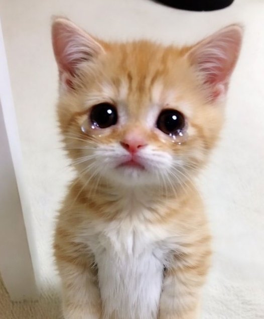 YURIKU AREA 🐈🐈⬛ | 𝒪𝒹𝑒 𝓉𝑜 𝐿𝑜𝓋𝑒 🩵໒꒱ tweet media