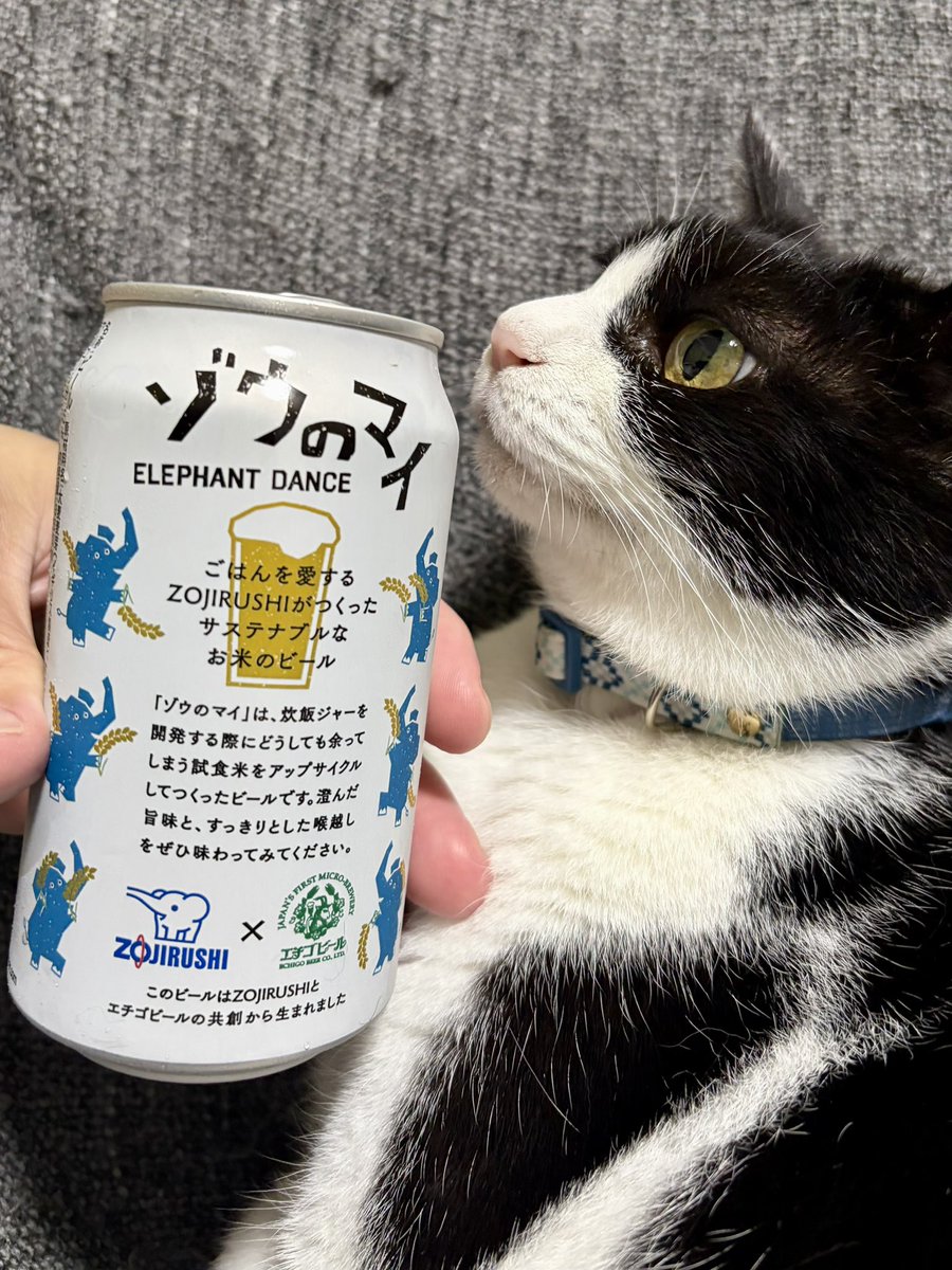 TAKAO623's tweet photo. きょうのやまと&amp;りょう。象印マホービン × エチゴビール アップサイクルビール ゾウのマイ と愛猫たち🍺🐈🐈‍⬛ https://t.co/95ZikIARH9
