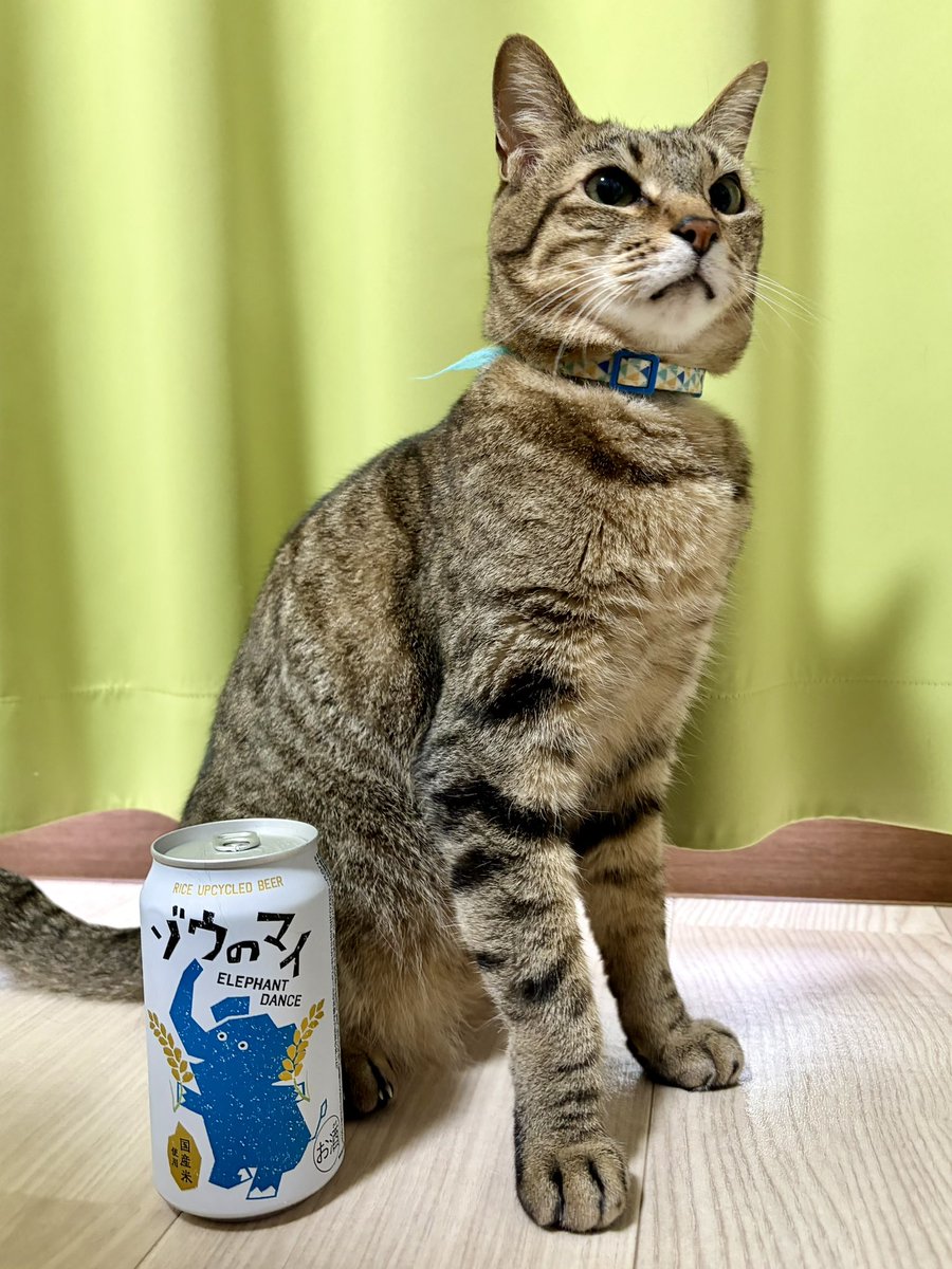 TAKAO623's tweet photo. きょうのやまと&amp;りょう。象印マホービン × エチゴビール アップサイクルビール ゾウのマイ と愛猫たち🍺🐈🐈‍⬛ https://t.co/95ZikIARH9