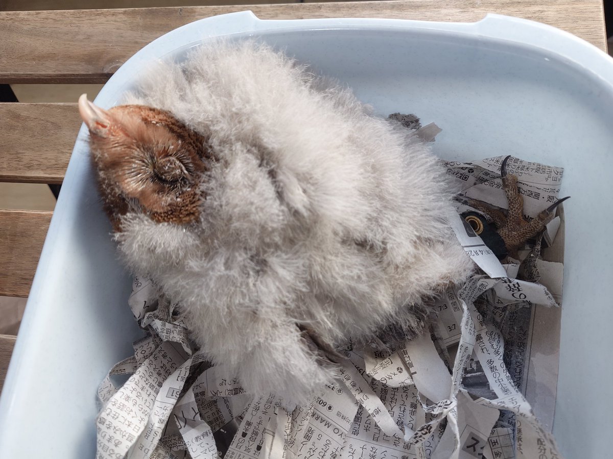 ふくろうの集うカフェQuill @中崎町🦉 tweet media