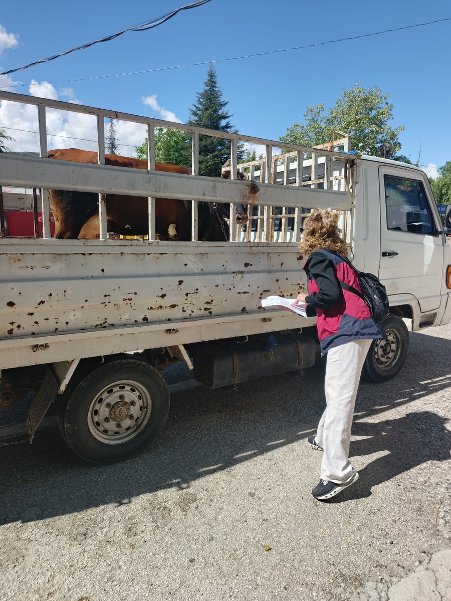 Tunceli_ilTarim's tweet photo. Tunceli İl Tarım ve Orman Müdürlüğü olarak, yaklaşan Kurban Bayramı öncesinde hem vatandaşlarımızın güvenilir kurbana ulaşması hem de hayvan sağlığının korunması adına sahada görev başındayız! 🎯🐾Tunceli genelinde gerçekleştirdiğimiz hayvan hareketleri kontrol ve denetimleriyle:  📌 Hayvanların kulak küpesi ve pasaport kontrollerini yapıyor,📌 Sevk edilecek hayvanların sağlık raporlarını ve aşı durumlarını titizlikle inceliyor,📌 Kaçak ve kontrolsüz hayvan hareketlerinin önüne geçmek için denetim noktalarımızda kontrollerimizi aralıksız sürdürüyoruz.Sizlerin huzurlu ve sağlıklı bir bayram geçirmesi için ekiplerimizle 7/24 görev başındayız. Hayvan sevklerinde kurallara uyan tüm üreticilerimize ve yetiştiricilerimize teşekkür ederiz.
@TCTarim @ibrahimyumakli @TunceliValiligi @sefikaygol @TR_HAYGEM @yvzspala