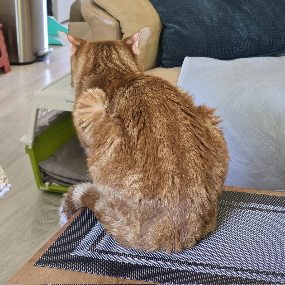 René en Katâh Thès 🐈 tweet media
