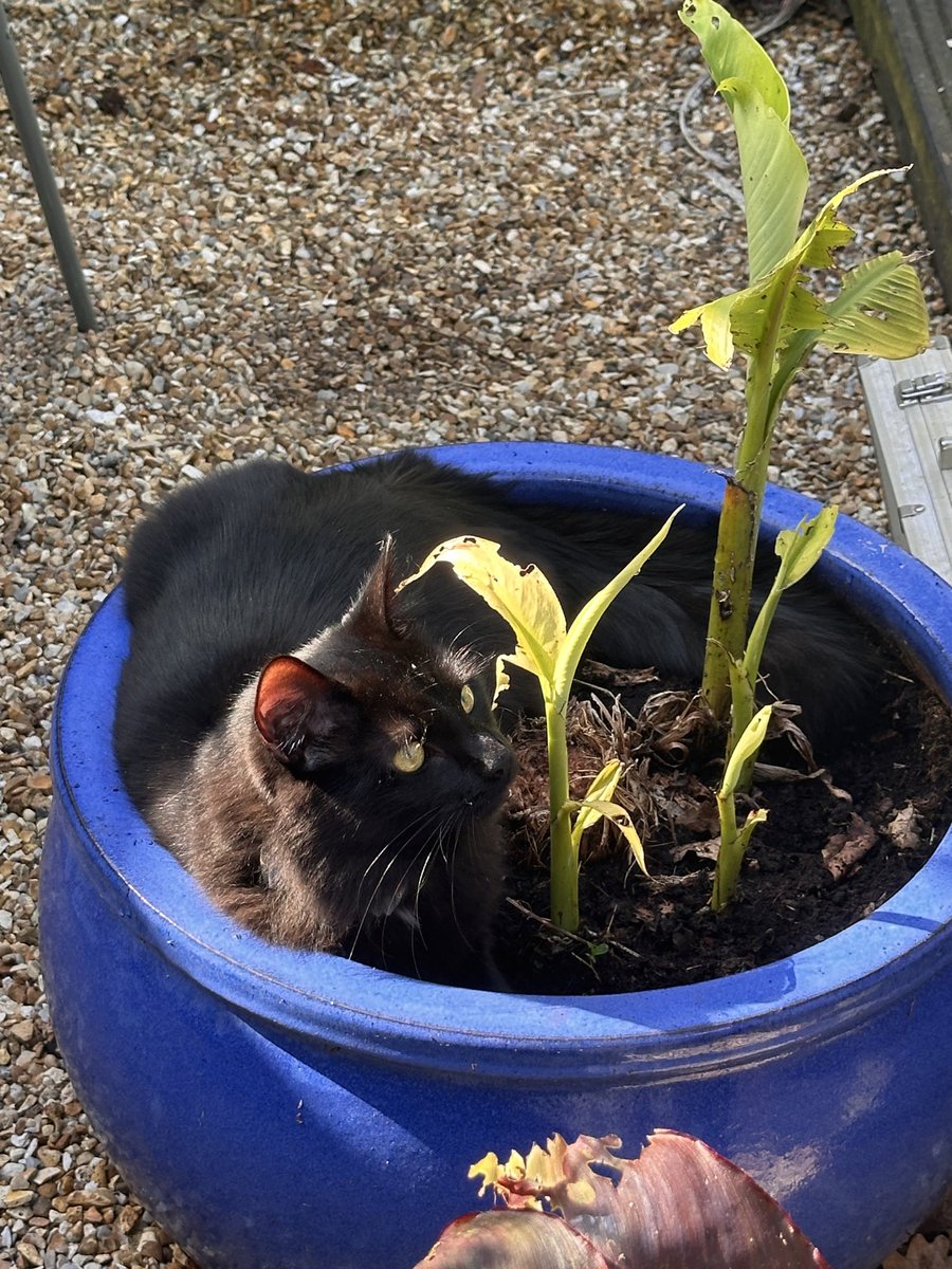 ButchSundanceUK's tweet photo. On this hot and sunny #SundayFunday Sundance picked the banana plant to chill out in while doing his morning #Hedgewatch What are mew up to fur pals? #ButchAndSundance #BlackCats #KittensOfX https://t.co/NzgIvf2tpn