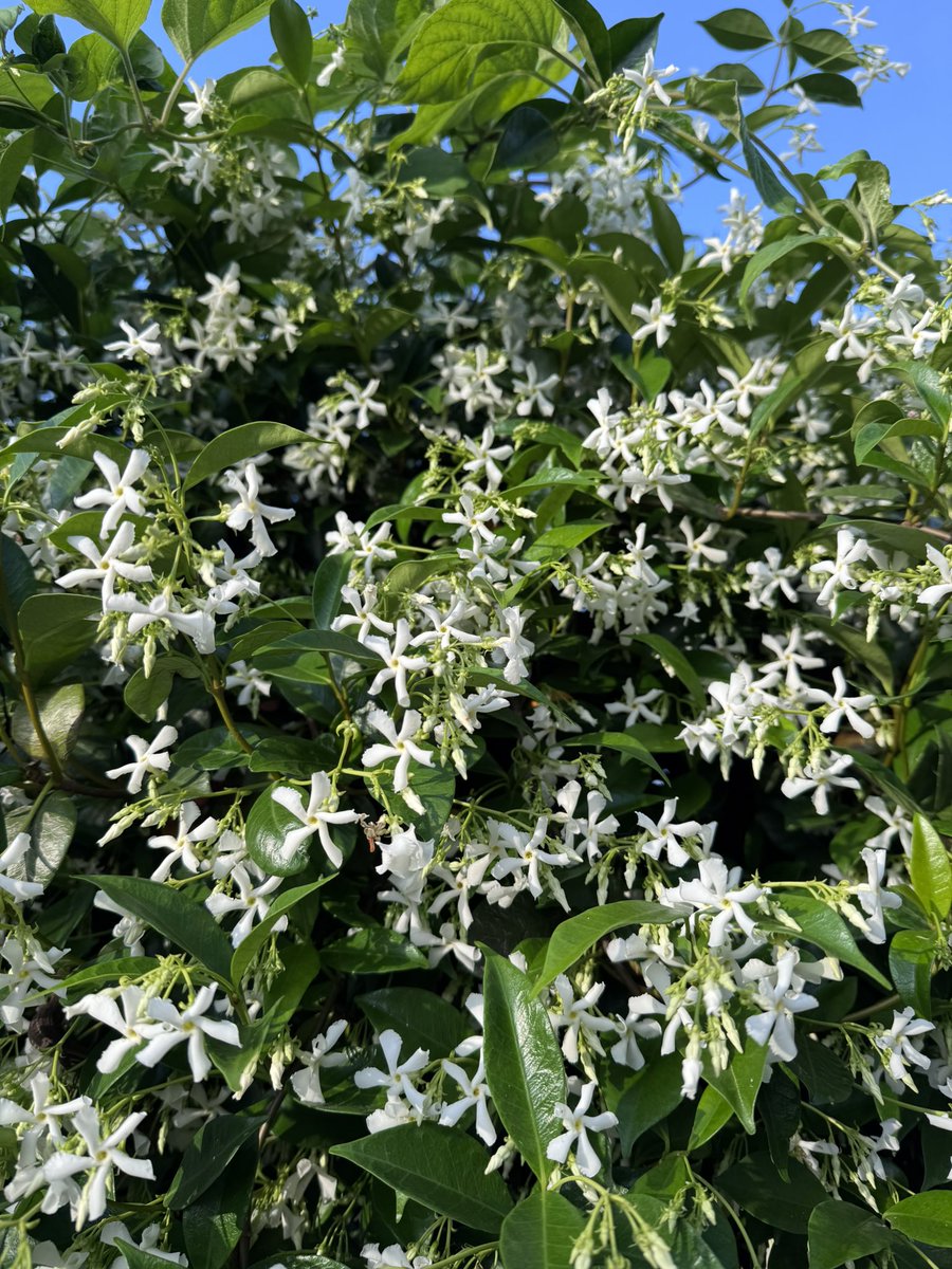 wanikko_jp's tweet photo. 名前の分からないハーブ🌿の花が咲いて甘い香りがしてる♪😆 https://t.co/JRoMrYvdky