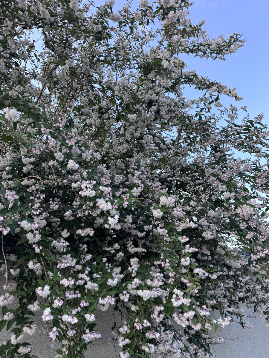 wanikko_jp's tweet photo. 名前の分からないハーブ🌿の花が咲いて甘い香りがしてる♪😆 https://t.co/JRoMrYvdky